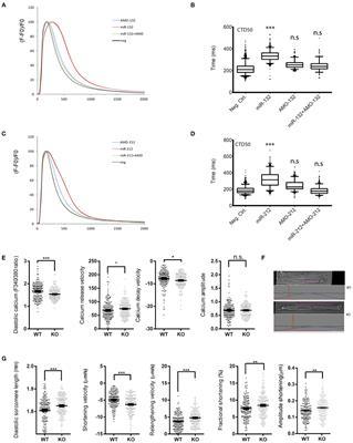 miR-132/212 Impairs Cardiomyocytes Contractility in the Failing Heart by Suppressing SERCA2a